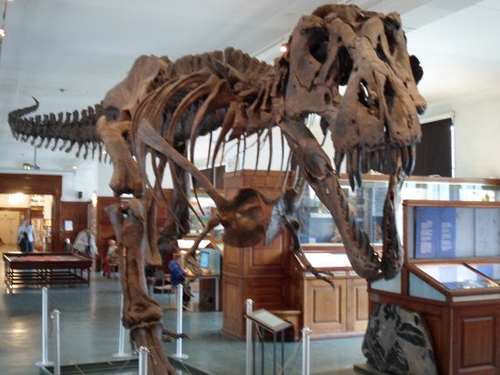 Natuurhistorisch Museum